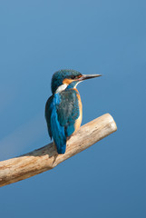 Kingfisher (Alcedo atthis)