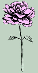 Pink Rose Drawing