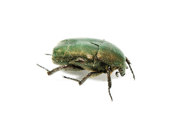 green beetle