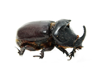 beetle