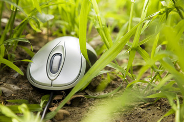 Computer mouse placed in tall grass