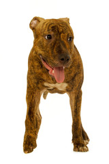 Staffordshire terrier dog