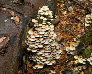 Schwefelkopf (Hypholoma fasciculare)
