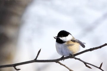 Black-capped Chickadee, Poecile atricapillus, bird perched on a branch