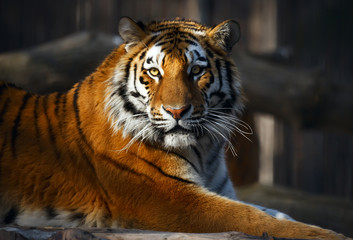 Tiger portrait