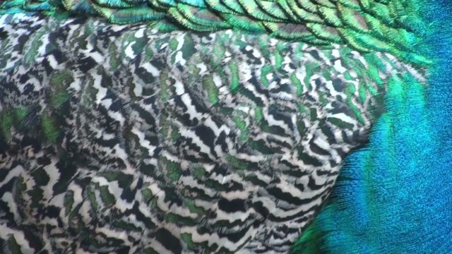 plumage peacock
