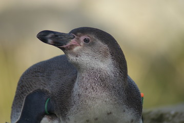 Humboldt Penguin