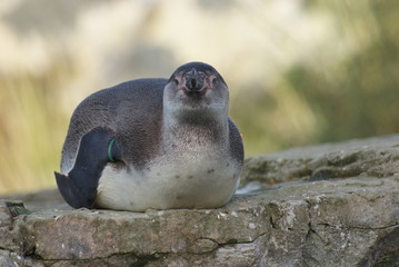 Humboldt Penguin
