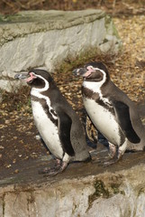 Naklejka premium Humboldt Penguin