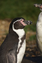Humboldt Penguin