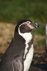 Humboldt Penguin - Side Profile