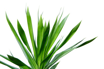 feuillage vert sur fond blanc