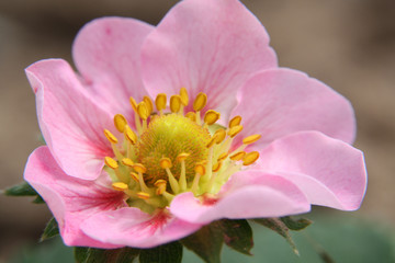 Blossom from the strawberry, Erdbeere