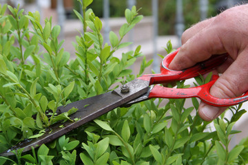 Cutting the box tree