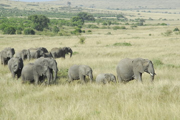 Obraz premium African Bush Elephant (Loxodonta africana) at Masai Mara, Kenya