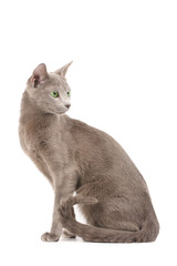 Profile of a russian blue cat
