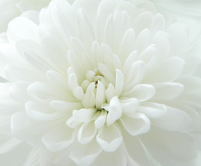 White chrysanthemum