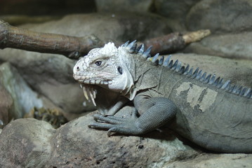 Rhinoceros Iguana