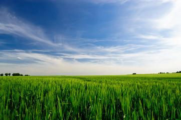 junges Getreide im Sommer 3