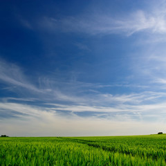 Getreidefeld unter blauem Himmel