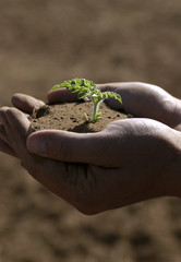 planta pequeña en manos de agricultor