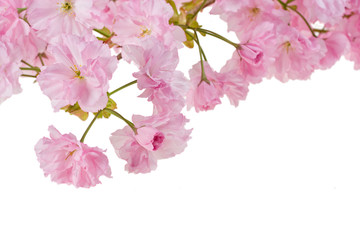 Rosa Kirschblüten auf weißem Hintergrund