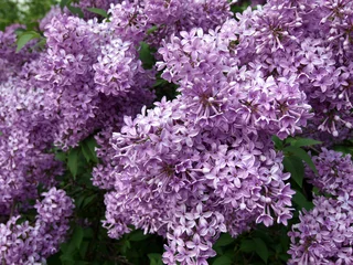 lilas