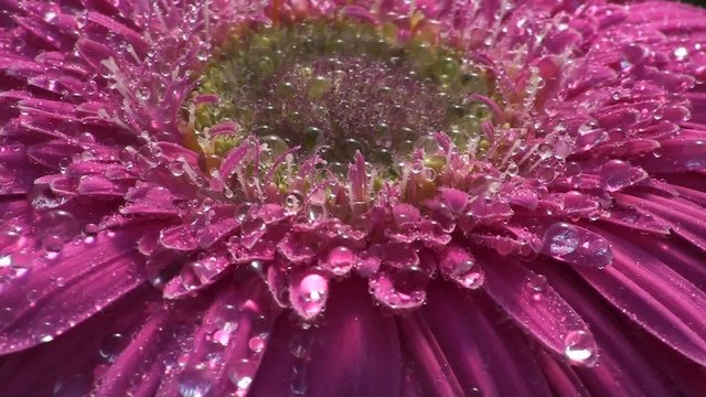 gotas