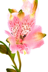 Fototapeta premium Beautiful pink alstroemeria