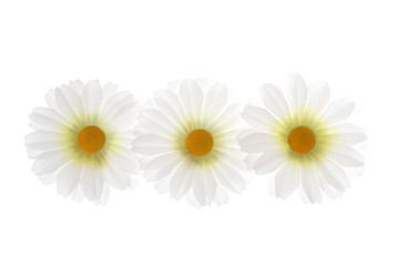 Fototapeta premium White Flowers