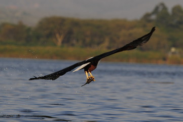 African fish eagle with fish at lake Naivasha, Kenya