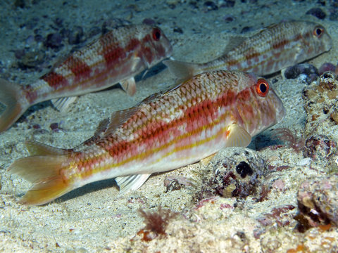salmonete