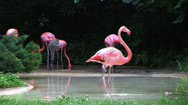 Flamingo Spinning Backwards