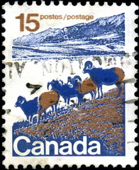 Canada. Troupeau de mouflons. Timbre postal.
