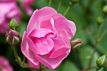 Rosengarten in Changwon, Serie