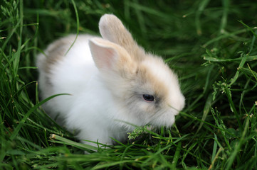 Obraz premium rabbit on grass