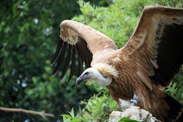 Obraz premium envol du vautour fauve