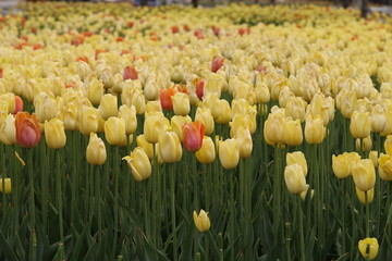 blooming tulips in spring