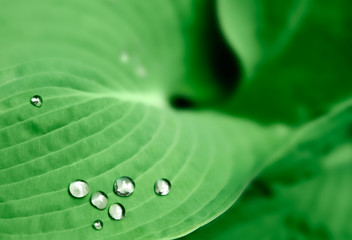 wassertropfen