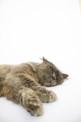 Obraz premium Day dreaming Cat