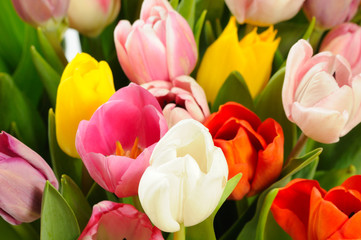 Fototapeta premium tulips background
