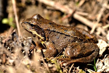 Brown frog, rana temporaria