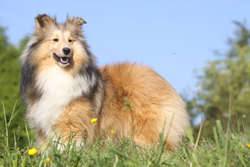 chien shetland de profil dans la nature air joyeux
