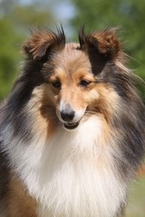 portrait d'un berger des shetland en gros pan -douceur,calme