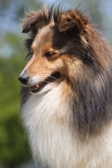 portrait de profil d'un berger des shetland - tête,gros plan