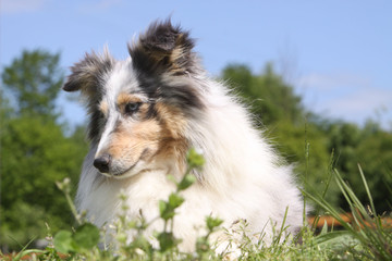 jolie expression d'un berger des shetland blue merle