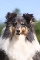 portrait de berger des shetland de face - tricolore