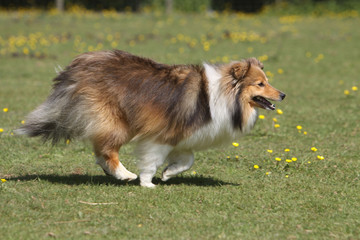 chien shetland galopant sur l'herbe -rapidité, vitesse,sprint