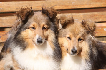 deux jeunes bergers des shetland serr&eacute;s l'un contre l'autre