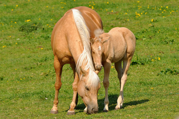 Fototapeta premium close by mother as possible